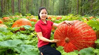 Harvesting 1000 + Kg Giant Red Pumpkin To Sell At Halloween Market | Tieu Ca - Free Bushcraft
