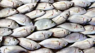 A plan to fix fisheries has scientists skeptical
