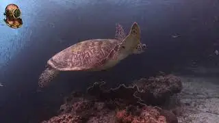 Moalboal Dive Sites, KASAI WALL/SARDINES