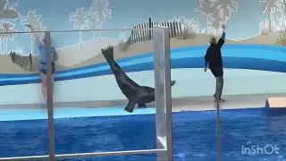 #sealions #sealionshow #animalgames #gymnasticflips #usa #trip #friends #bloopers #stunt #animalshow