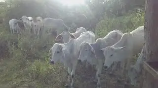 Pode vacinar Bezerros com IVOMEC E MODIFICADOR no mesmo dia?