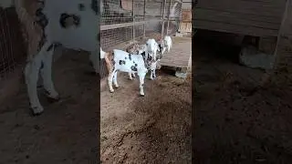 Top quality Gujri Female goat kids #goat #animals #goatkid #farming