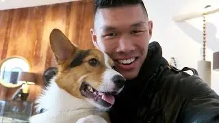 GIVING MY DOG A VACATION | PEMBROKE WELSH CORGI - Life After College: Ep.452