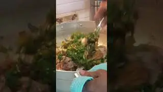Part 2 collard greens Liberian way