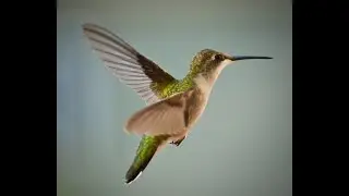 RARE Shot of an Emerald Hummingbird Sipping Sweet Nectar!