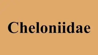 Cheloniidae