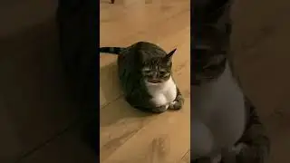 funny video// 😂 ❤️ 🥺// #short #funny #uttarakhandi #shorts #video #cat #movement #like