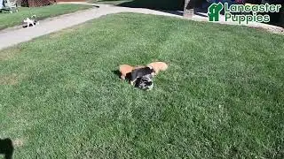 Outgoing Puggle Mix Puppies