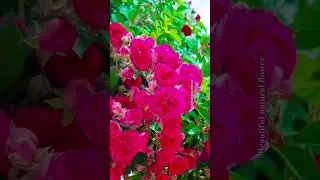 Flower videos #song #love #flowers #plantsofindia #flowertypes #nature #rose #videography#natural#1m