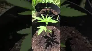 Outdoor grow Afghan kush week 3