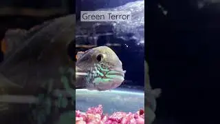 Green Terror Cichlid 🐠