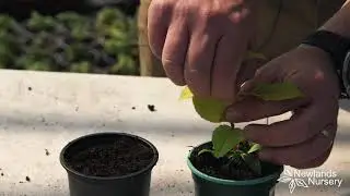 EP58 - How to stop Fuchsia's plus get a free plant #5MINUTEFRIDAY