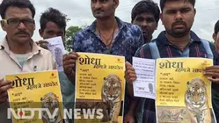 Over 150 people looking, Rs. 50,000 reward for Jai the missing tiger