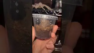 Ceratogyrus Darlingi! #tarantula #tarantulalove #bigspider #spider #tarantulas #tarantulasoftheworld
