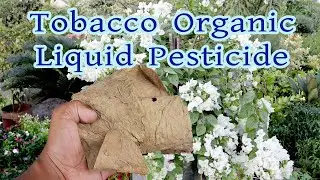 Tobacco Organic Liquid Pesticide|How To Make From Leafs At Home And Use In Gardening