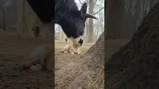 Whole video of Atley loving Tommie #highland #highlandcow #cat #pets #farmanimals #farmlife #love