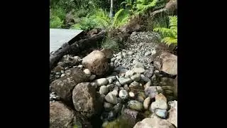 Medium Natural pool (Part 4) -Mullumbimby- Stage 4 Completion #naturalswimmingpool