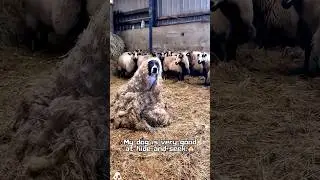 My dog is very good at hide-and-seek🐶🤣👀 #funny #funnypet #pets #animals #cutedog #dog
