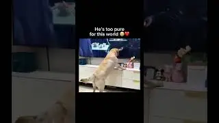 Subscribe for more inspiring content!#dogvideos #emotional #cutedogs