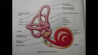 Anatomy And physiology of ear #Structure of ear #inner structure of the ear#outer structure of  ear