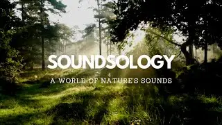 Summer Forest Sunrise With Bird Sounds - Nature Relaxation Video in 4K Ultra HD, Forest bird songs