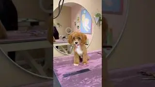 A desperate puppy
