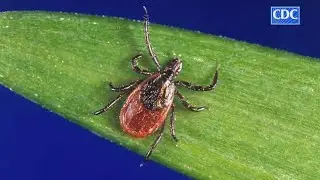 Tick season in Ohio: Experts warn about risk of Lyme disease