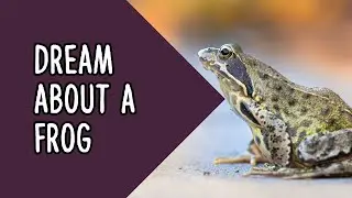 Dreams About a Frog | Biblical Meaning Of Frogs In Dreams