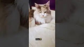 Cat Lover😺#love#catbreed#kitty#meowcat#shortvideo#catfancy#kittycat#funny#amazing#meow#cat#tiktok#yt