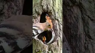 voici comment certains oiseaux nouris leur b&eacute;b&eacute; #oiseaux #nourriture #serpent #shorts
