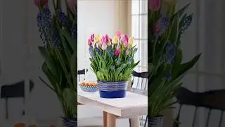🌷Посадите тюльпаны в горшок, и весной они поразят вас пышным и ярким цветением