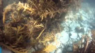 Snorkeling Titahi Bay, Porirua New Zealand