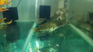 CATCHING BARRED GRUNTER at HINZE DAM