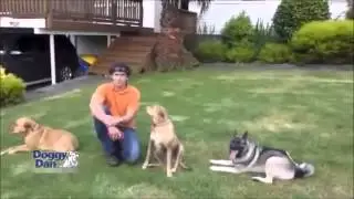dog training sydney - train your dog quick and easy