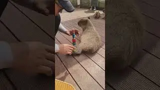Funny capybara #funny #animals #funnyshorts #cute #funnyshorts #foryou #fyp