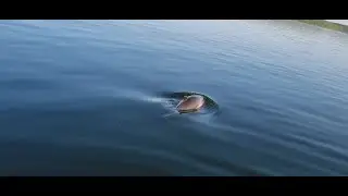 Neugieriger Schweinswal in der Flensburger F&ouml;rde