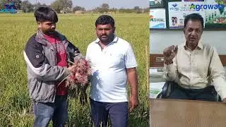Vikas Beej-Junagadh Onion Seeds Variety: Red Gold Field Visit&hellip; #onionseeds #vikasbeej #qualityseeds