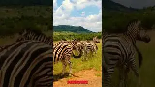 The great zebra migration: A feast amidst the journey