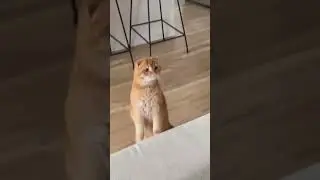 Don't be upset, please look at the kitten.#cat&nbsp;#catsoftiktok&nbsp;#catlover&nbsp;#funny&nbsp;#funnyvideos
