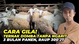 Ternak Domba Tanpa Ngarit,  Sekali Panen Raup 300 Juta | @AGROTV9