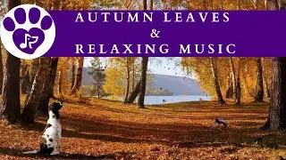 8 Hours of Peaceful Pet Music [Cozy Autumn Vibes] 🍁 Helping Cats + Dogs to Relax: Pet Music Therapy