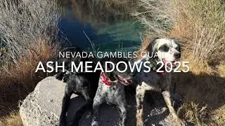 GSP & Setter Pack Running Hot &mdash; Ash Meadows Upland Hunt 2025 | Three Dogs, One Desert
