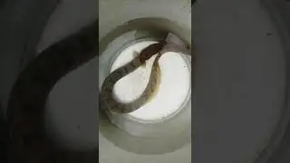 ആരോൻ മീനിന്റെ വിഷമുള്ള് 🥵 | snakehead fish bite 