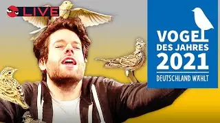 Wir schauen die Wahl zum Vogel des Jahres | MoinMoin Spezial mit Florentin