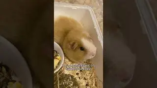 Наша новая гостья ❤️ #guineapig #животные #морскаясвинка