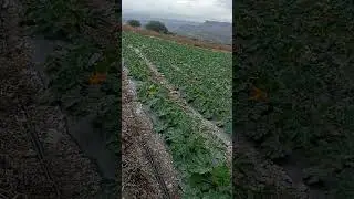 huerta de calabacitas variedad macaria