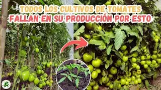 9 De Cada 10 CULTIVOS DE TOMATES fallan por estas razones simples