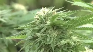 Business Report: Will governments make money off legal pot?
