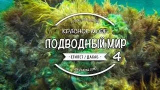 ЕГИПЕТ. ДАХАБ / КРАСНОЕ МОРЕ. Часть 04 / РЫБКИ / АКВАРИУМ / EGYPT. RED SEA. FISH. AQUARIUM