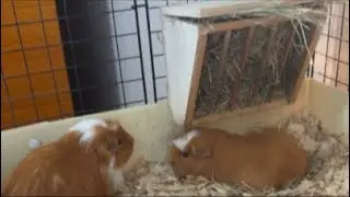 Guinea pig play time ￼